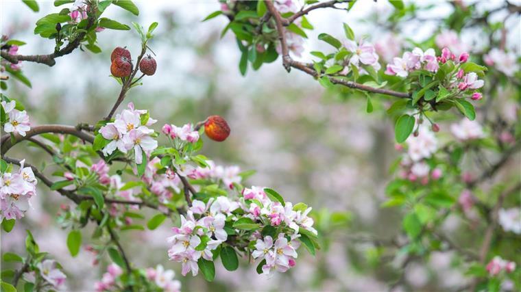 Obstblüte im Alten Land etwas früher als im Durchschnitt „Es fehlen Niederschläge, Regen ist neben den Temperaturen für die Früchte wichtig“, heißt es bei der Obstbauversuchsanstalt Jork.
