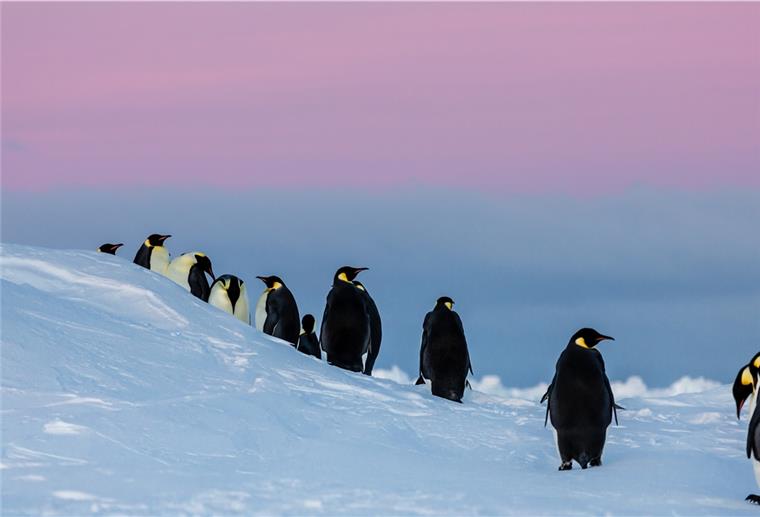Im Weddellmeer soll Schutzgebiet eingerichtet werden Es geht auch um ihren Lebensraum: Die Kaiserpinguine gehören zu den Arten, die im Weddellmeer auf Nahrungsssuche gehen.
