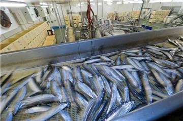 Es geht weiter: Der insolvente Fischhändler PTC ist von einem Bremer Investor gekauft worden, der den Hauptsitz nach Bremerhaven verlegen will.