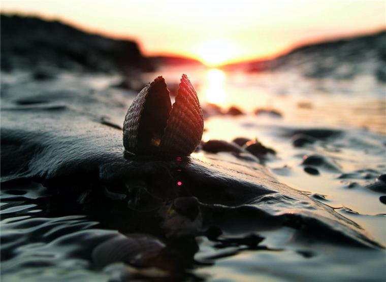 Es gibt wohl keinen Lebensraum, der so nass und feucht ist wie Schleswig-Holsteins Wattenmeer und die Salzwiesen. Doch lange Dürre und sengende Sonne ließen den Boden in den Salzwiesen aufreißen. 