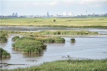 Es sieht zwar auf den ersten Blick bloß braun und grün und matschig aus, was da vor den Toren der Seestadt liegt. Doch diese Mischung aus Schlick, Schilf und feuchten Wiesen – die Luneplate – ist besonders für viele Vögel ein überaus wertvoller Lebensraum.