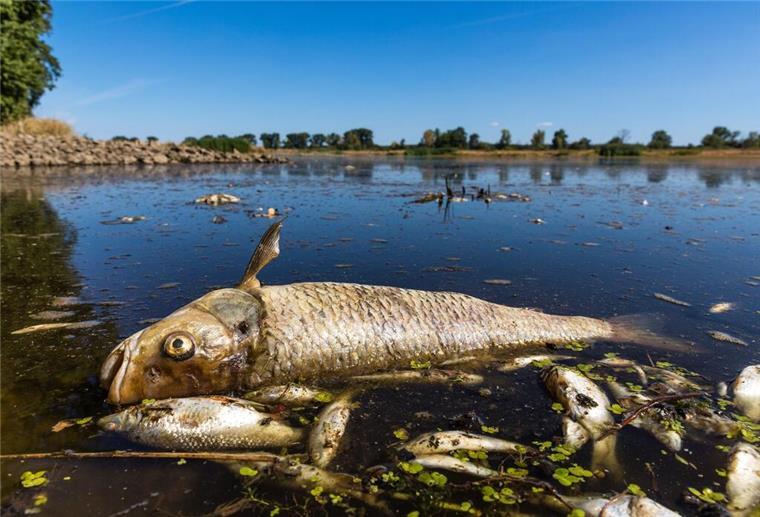 Ein verendeter Döbel und andere tote Fische schwimmen an der Oberfläche.
