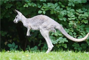 Das Rote Riesenkänguru Jungtier Emil hüpft durch das Außengehege.
