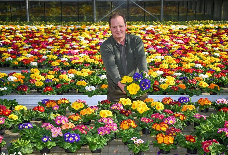Debstedt: Frühblüher bei Uwe Ablaß sorgen für reichlich gute Laune Es wird bald Frühling und wir besuchen Uwe Ablaß (hier im Primel-Meer), um uns Tipps und Tricks zur Gärtnerei abzuholen.
