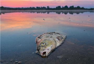 Ein toter Fisch im Wasser.