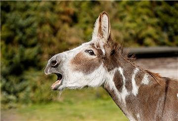 Ein graubraun gefleckter Esel hat die Schnauze für sein I-Ah weit aufgerissen. 