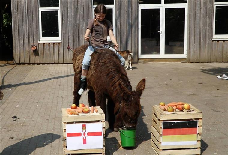 Kommt Deutschland ins Achtelfinale? - EM-Orakel Clyde hat die Antwort Eselstute Clyde aus dem Cux-Art-Tierpark in Beverstedt tippt die Gruppenspiele der deutschen Fußball-Nationalmannschaft. Im Spiel Deutschland gegen Nordirland hat sie ein Unentschieden vorhergesagt - das würde der DFB-Auswahl für den Einzug ins Achtelfinale reichen. .Auf dem Tier sitzt die kleine Femke.
