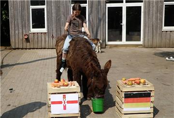Eselstute Clyde aus dem Cux-Art-Tierpark in Beverstedt tippt die Gruppenspiele der deutschen Fußball-Nationalmannschaft. Im Spiel Deutschland gegen Nordirland hat sie ein Unentschieden vorhergesagt - das würde der DFB-Auswahl für den Einzug ins Achtelfinale reichen. .Auf dem Tier sitzt die kleine Femke.