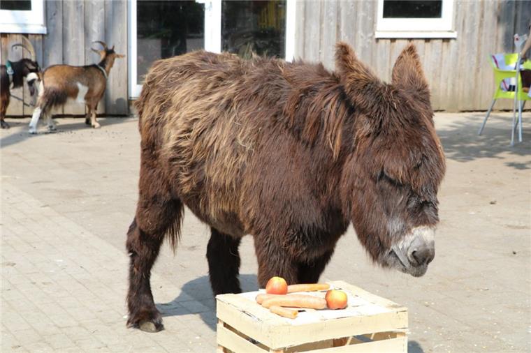 Eselstute Clyde ist hungrig und zeigt uns, wie ein EM-Orakel arbeitet.