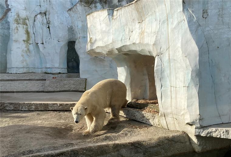 Zoo Karlsruhe postet erste Bilder: So geht es Eisbär „Lloyd“ Esibär Lloyd erkundet das Gehege im Karlsruher Zoo.