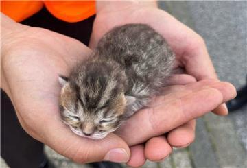 Ein Arbeiter hält ein kleines Katzenbaby in der Hand. Etwas größer als eine Handfläche sind die Katzenbabys, die im Kreis Düren in einer Mülltonne entdeckt wurden.