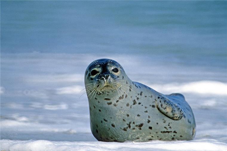 Experten haben wieder die Seehunde im Wattenmeer gezählt.