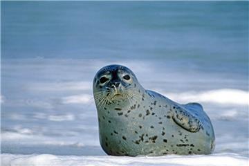 Experten haben wieder die Seehunde im Wattenmeer gezählt.