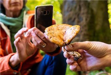 Pilze über Pilz-Apps bestimmen