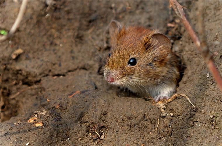 Explosionsartig vermehrt: Mäusen geht es in diesem Sommer richtig gut. Zu gut, wenn man Landwirte und Kleingärtner im Cuxland fragt. 