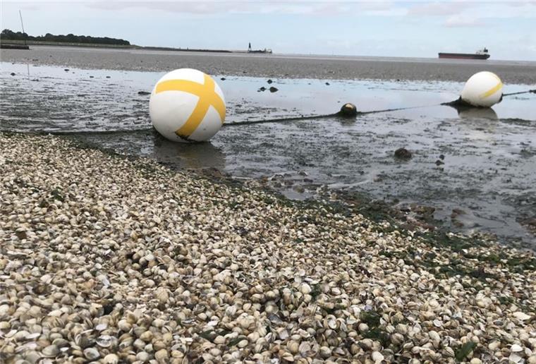 Cuxhaven: Massenhaft angespülte Herzmuscheln Extrem viele Herzmuscheln wurden in Cuxhaven angespült.