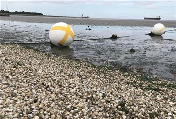 Extrem viele Herzmuscheln wurden in Cuxhaven angespült.