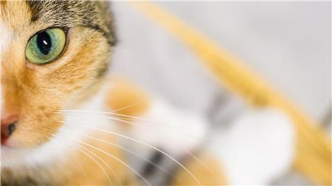 Fake-Rettungen von Tieren im Video sind gefragt auf Social Media - dafür werden viele Tiere gequält. (Symbolbild)