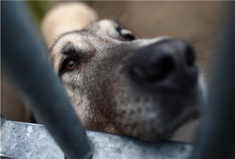 Falsche Vorstellungen: Tiere aus dem Tierheim können nicht einfach von Interessenten mitgenommen werden.