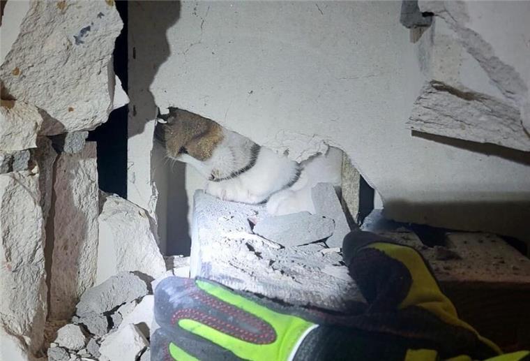 Feuerwehrmann nach Katzenbiss im Krankenhaus – Tierrettung eskaliert