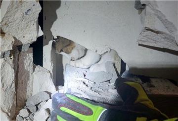 Feuerwehrmann nach Katzenbiss im Krankenhaus – Tierrettung eskaliert