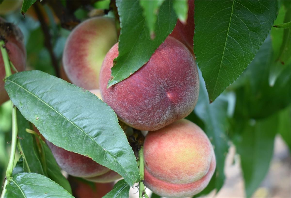 Südfrüchte - Regionales Obst aus dem Alten Land Pfirsiche, Obstanbau, Klimawandel, Altes Land