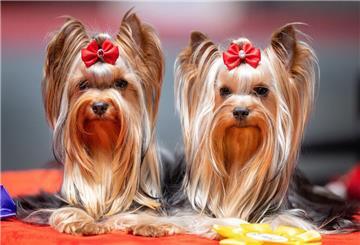 dpatopbilder - Gekonnt schauen die zwei Yorkshire Terrier in die Kamera, nachdem sie eine Schleife auf der Rassehunde- und Rassekatzen-Ausstellung in Erfurt gewonnen haben. Foto: Michael Reichel/dpa