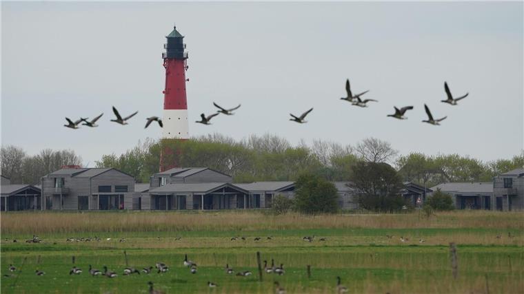 Ferienhäuser und Ferienwohnungen auf der Nordseeinsel Pellworm.