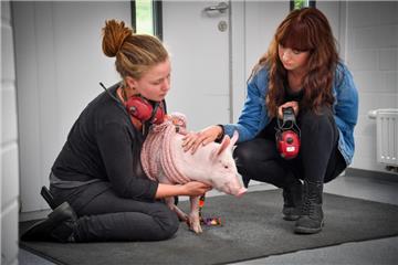 Ferkel Frederik wollte nicht zum Schiffdorfer Tierarzt. Es musste aber sein, weil er ein entzündetes Knie hat. Indira Eulner und Marliessa Radetzky beruhigen ihren Schützliing in der Praxis.. 