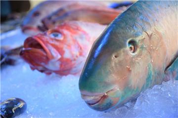 Fische im Eisbett. Fischparty im Schaufenster Fischereihafen. Foto: Rabbel