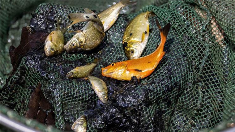 MSC warnt vor Folgen des Klimawandels für Fische Fische in einem Fischernetz.