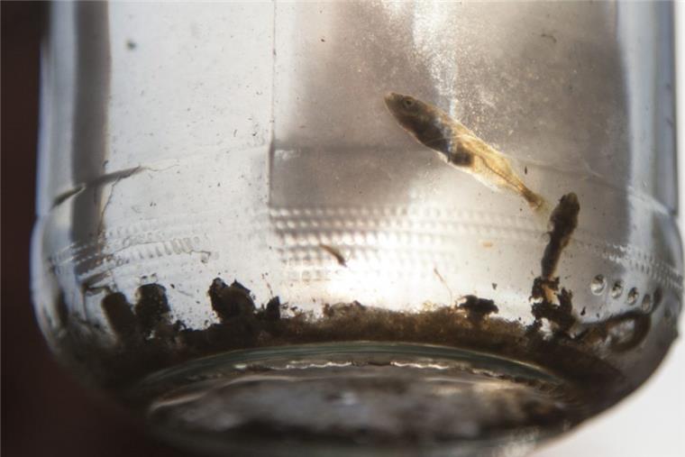 Fische sind eigentlich ein gutes Zeichen für die Güte eines Gewässers. Die Güte des Oxstedter Baches stuft der BUND trotzdem als "kritisch belastet" ein.
