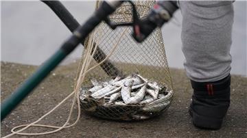 Fischen, wie hier mit einer Reuse in Kiel, könnte in der Ostsee künftig weiter eingeschränkt werden. (Archivbild) 