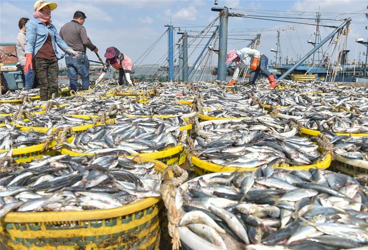 Fischer arbeiten im Fischereihafen von Xiangzhi in der südostchinesischen Provinz Fujian mit frisch gefangenem Fisch.