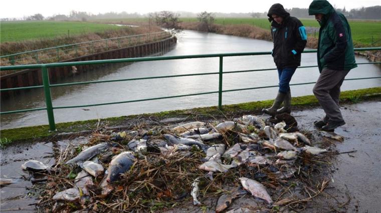 Fischsterben im Land Hadeln.