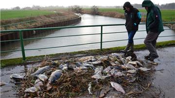 Fischsterben im Land Hadeln.