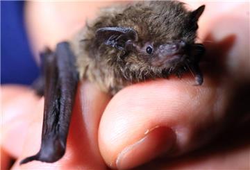 Fledermaus