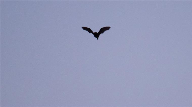 Passend zu Halloween: Arte-Doku über Draculas Transsilvanien Fledermäuse sind eng mit dem Dracula-Mythos verknüpft.