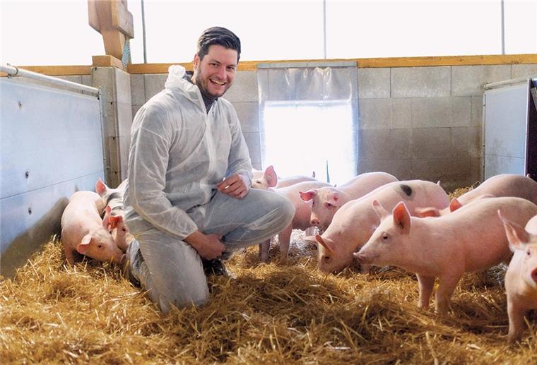 Frische Luft für die Schweine Schweine in der Offenstallhaltung