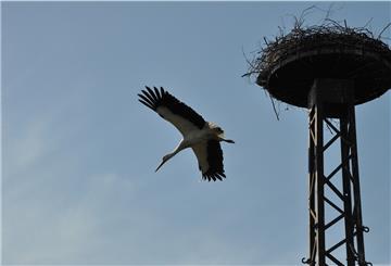 Flodder hat Beute zum Nest gebracht und fliegt nun wieder ab.