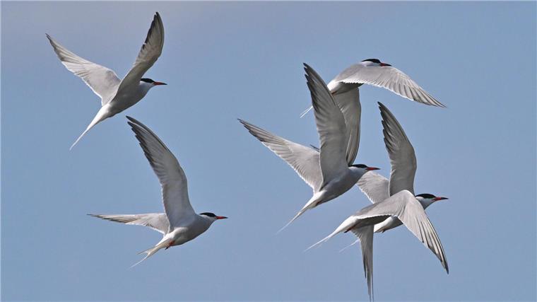Droht in Bremerhaven ein folgenschweres Tiersterben durch Vogelgrippe? Fluss-Seeschwalben