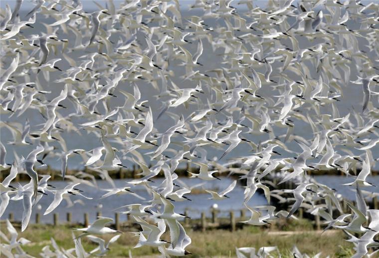 Alarm an der Nordsee: Brutstopp bei seltenen Seevögeln schockiert Experten Brandseeschwalben fliegen über eine Wiese auf der Hallig Norderoog in Schleswig-Holstein. Die stark bedrohte Brandseeschwalbe ist Titelvogel der Zugvogeltage im Wattenmeer, die am 9. Oktober beginnen. +++ dpa-Bildfunk +++