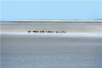 Föhr liegt östlich von Amrum, näher an der Küste und ist die zweitgrößte nordfriesische Insel. Der Fährhafen ist in Wyk im Inselosten, wo viele Urlauber gleich bleiben. Föhr hat aber noch etliche Inseldörfer. Für Strandurlauber sind nach Angaben von Föhr Tourismus neben Wyk vor allem Goting, Hedehusum, Utersum und Nieblum geeignet. Alkersum bietet sich besonders für Reiterurlaub an. Im Sommer ist Föhr vor allem bei Familien beliebt, 80 Prozent der Gäste wählen Ferienhäuser oder -wohnungen. Eine Besonderheit ist das breite Angebot für Urlaub auf dem Bauernhof. Und laut Föhr Tourismus ebenfalls besonders: die Wattwanderungen zur Nachbarinsel Amrum.