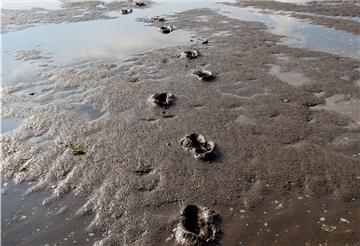 Folge der Verklappung von Hafenschlick? Das Watt vor Cuxhaven ist in den letzten Jahren ganz schön glitschig geworden.