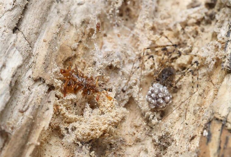 Forscher sind fassungslos, denn sie tarnt sich mit Leichenteilen