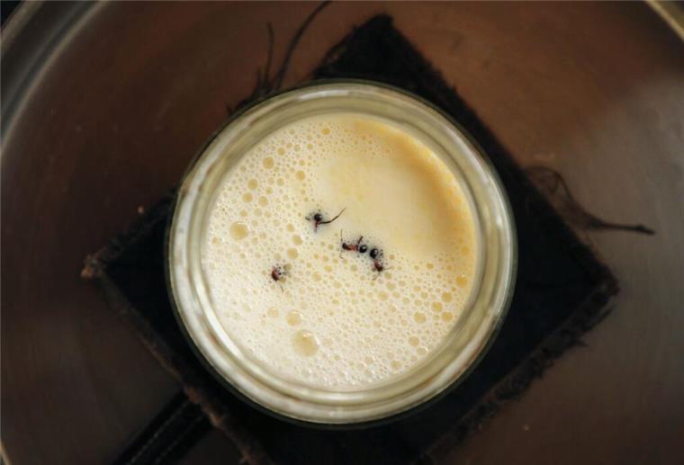 Eklig oder genial? Das steckt hinter dem Ameisen-Joghurt Mehrere Ameisen schwimmen in einem Glas Milch.