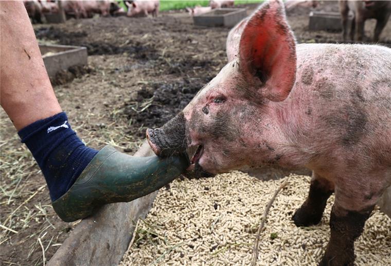Wie man die richtigen Bio-Lebensmittel erkennt Freches Schwein auf dem Bio-Hof der Familie Icken. Der Hof wird in der nächsten Folge der Serie zu sehen sein.