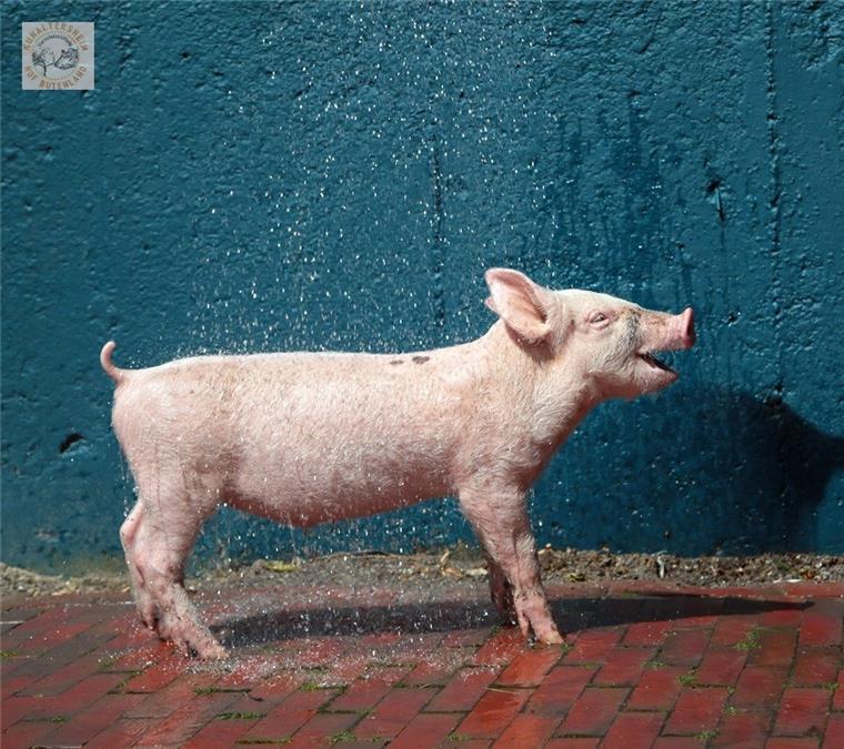Frederik hatte ein Schweineglück. Er sprang aus einem Viehtransporter und genießt seither sein Leben in vollen Zügen auf Hof Butenland in Butjadingen. 