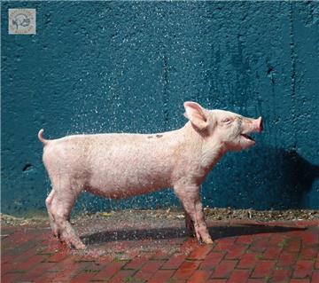 Frederik hatte ein Schweineglück. Er sprang aus einem Viehtransporter und genießt seither sein Leben in vollen Zügen auf Hof Butenland in Butjadingen. 