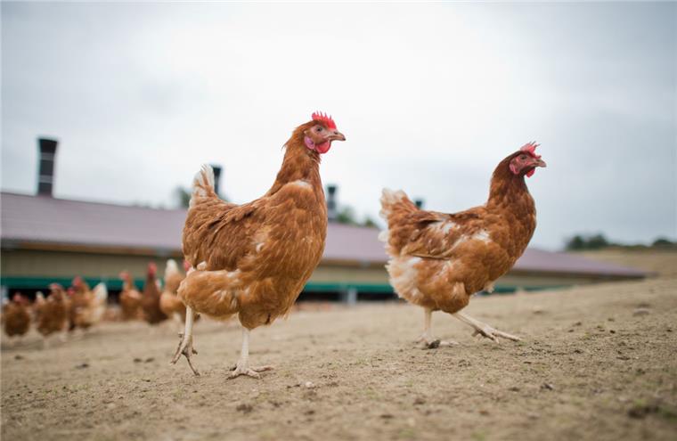 Freilaufende Legehennen wie diese könnten schon bald auch in Spieka scharren und picken. Doch so possierlich die Tiere auch aussehen mögen, der Geruch ihrer Ausscheidungen hat es in sich. Und bereitet den Anwohnern Sorgen.
